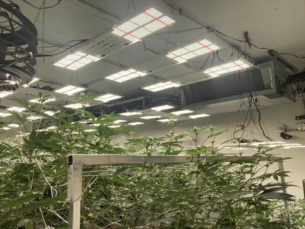Inside the Southland Farms grow: canopy under LED lighting with an in-room air handler