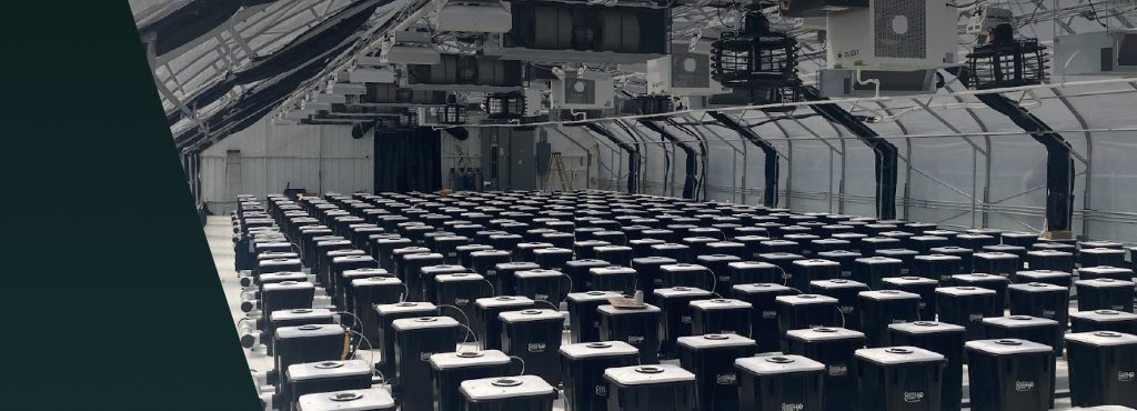 A commercial cultivation facility with overhead air mixing fans and rows of plants